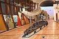 VBS_0916 - Riapre il Museo di Scienze Naturali dopo dieci anni di chiusura